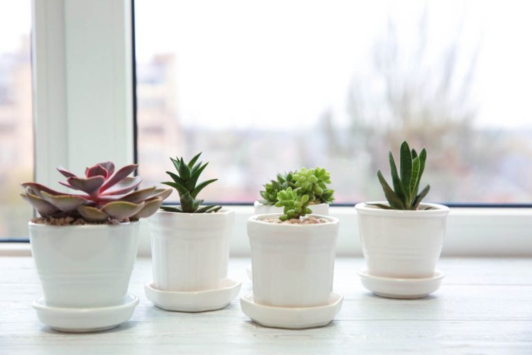 Small Succulents In White Pots On Windowsill