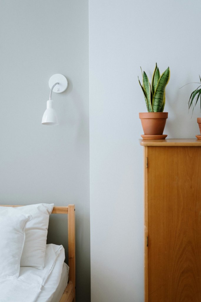 snake plant in bedroom
