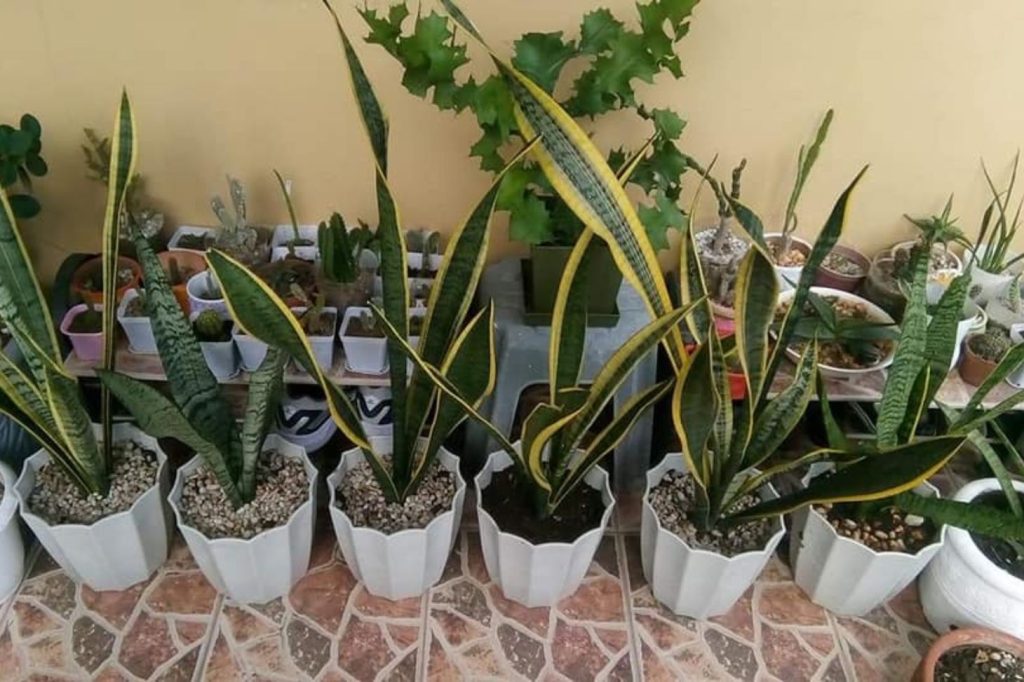 snake plants in pots