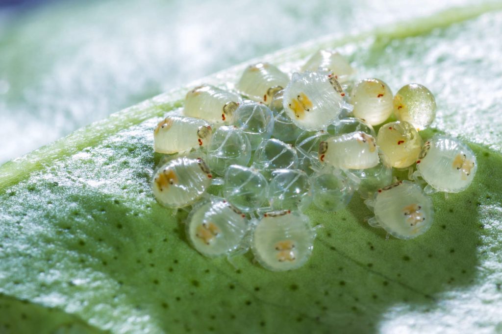Spider Mite Eggs