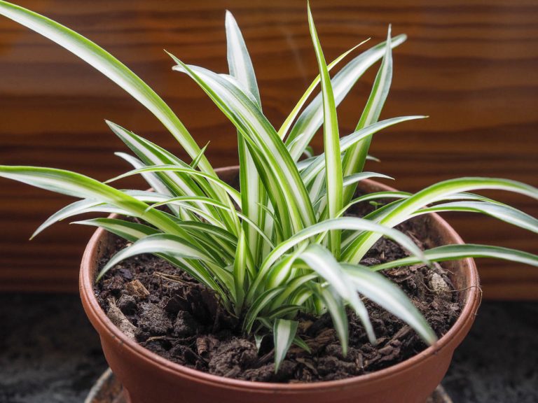 Spider Plant In Pot Closeup