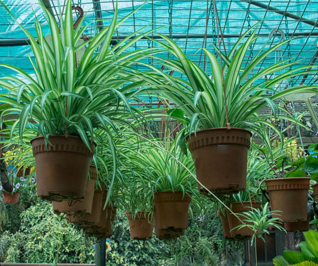 Spider Plants Hanging In Greenhouse