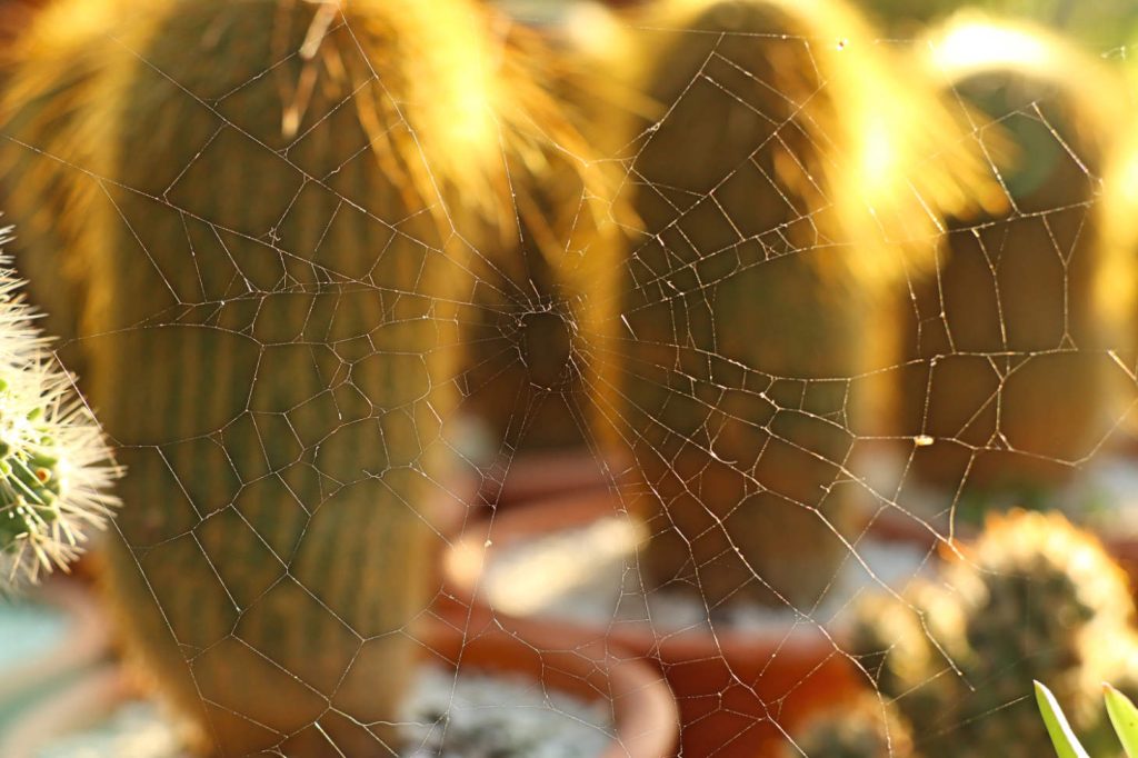 Spider Web Near Potted Cactus Plants