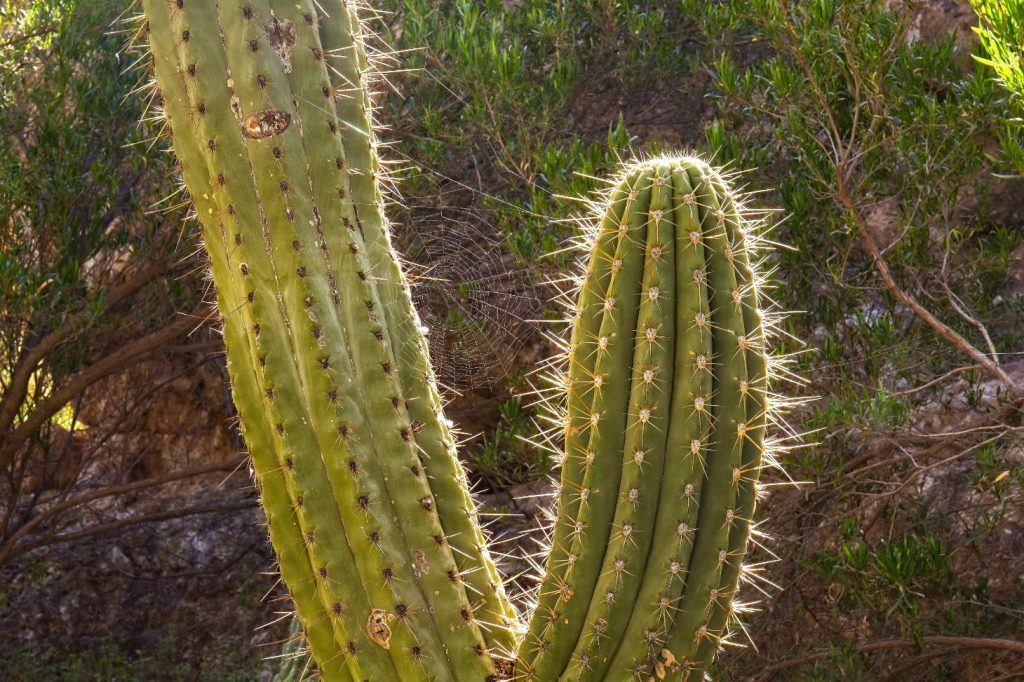 Spider Web On Cactus