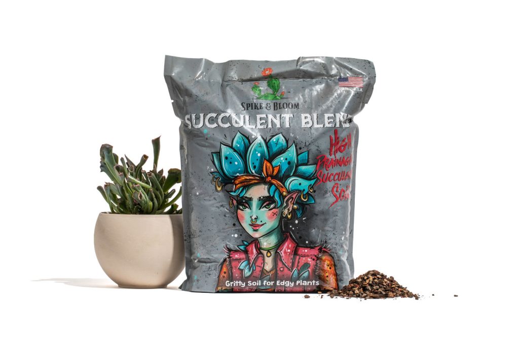 Spike And Bloom Succulent Blend
