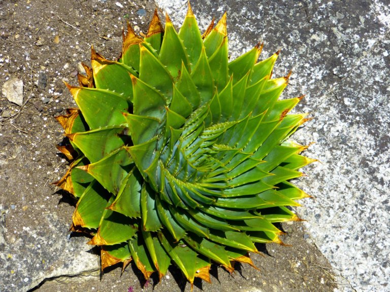spiral aloe succulent