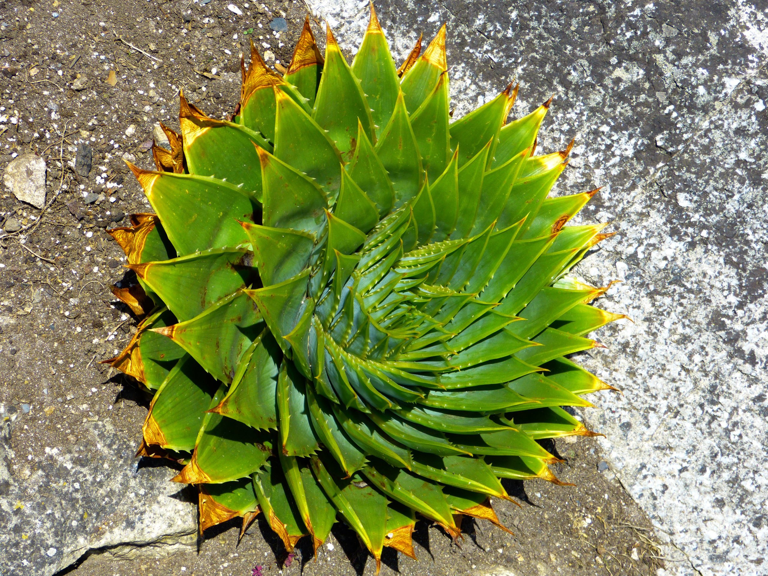 spiral aloe succulent