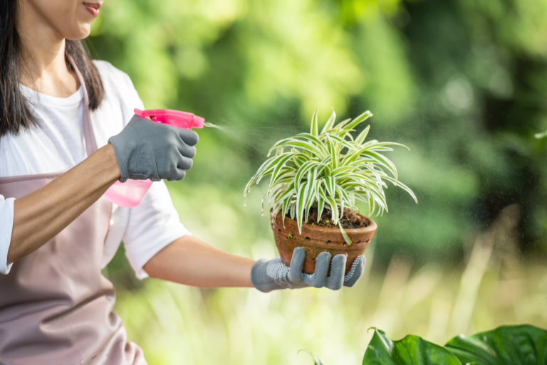 spraying insecticide on spider plant