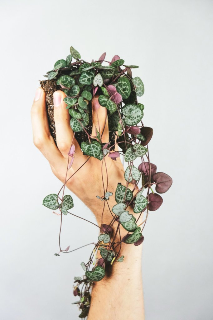 String of Hearts (Ceropegia woodii)