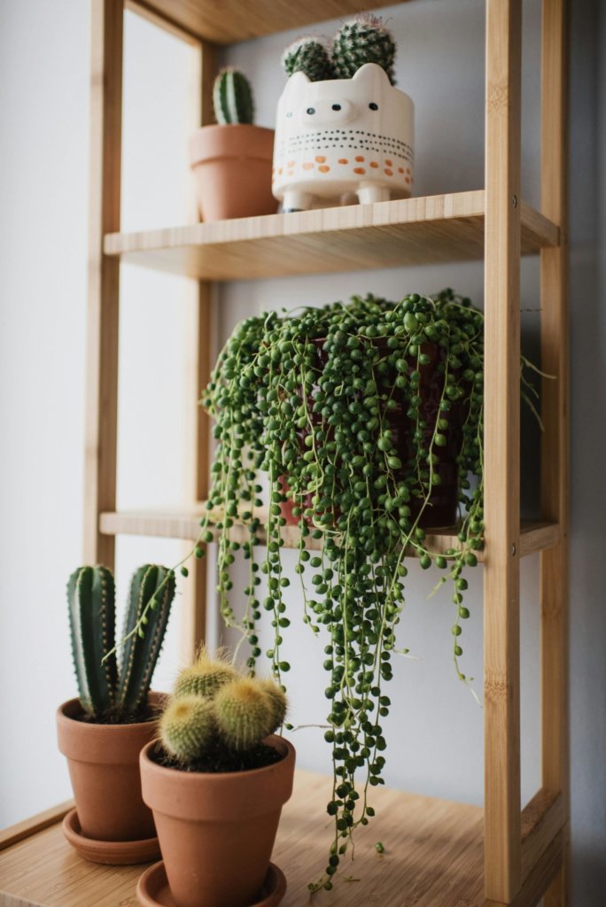 string of pearls and cacti indoors