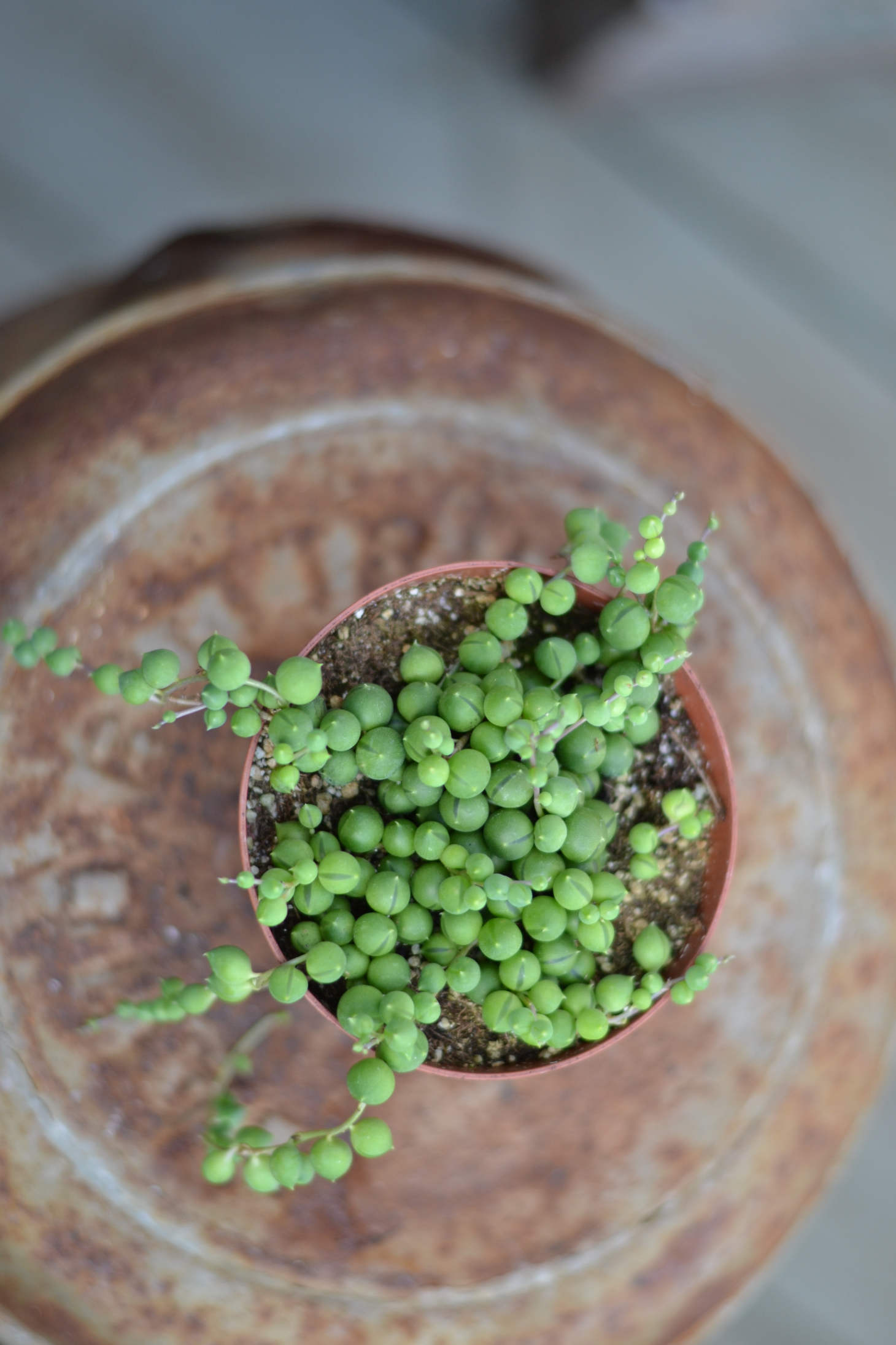 String Of Pearls From Above