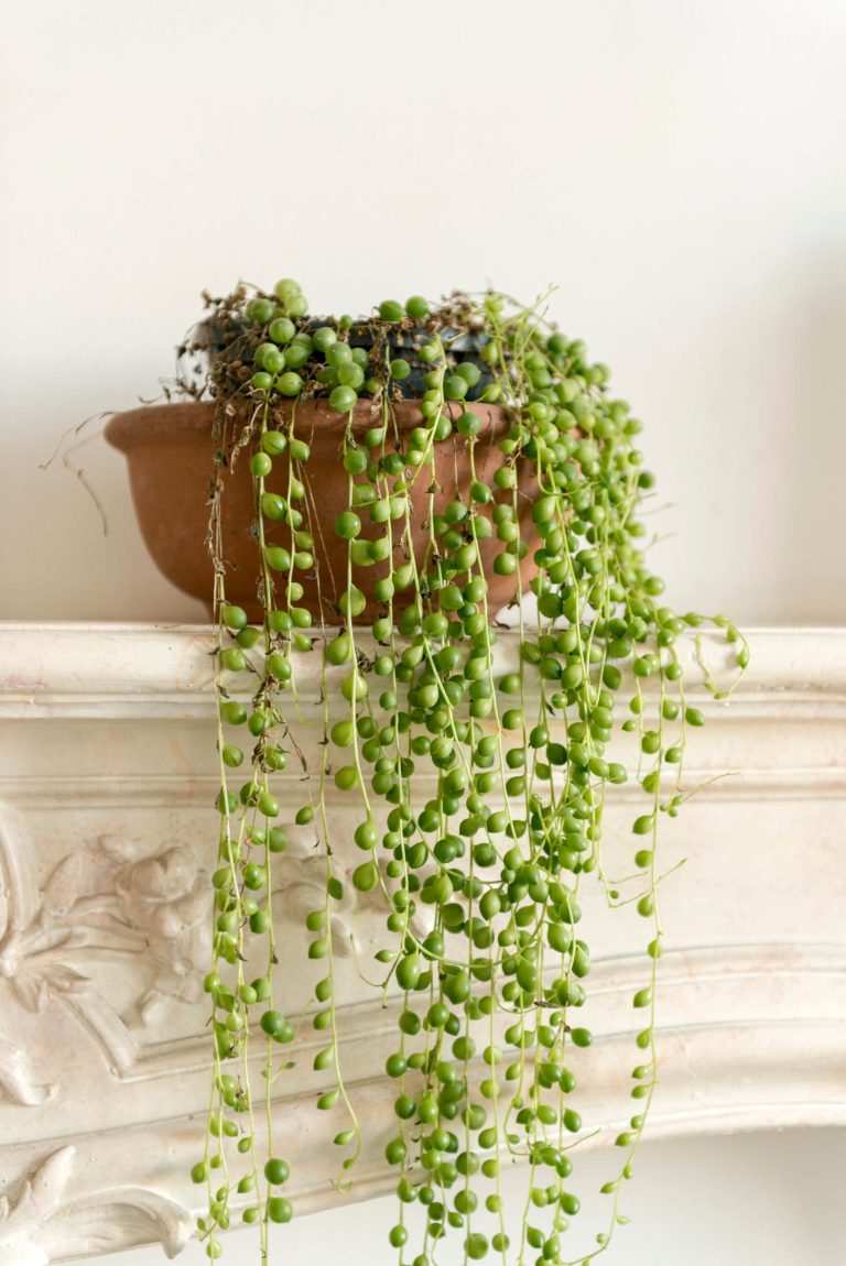 String Of Pearls Plant On Mantel