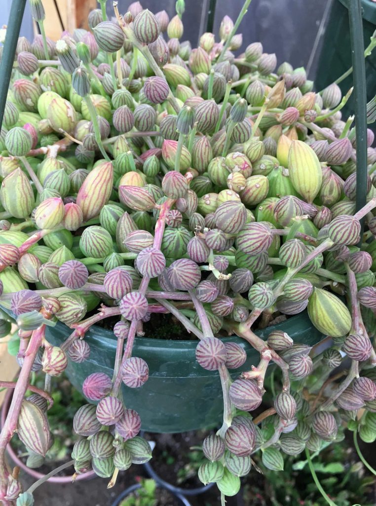 String Of Watermelons Succulent Plant