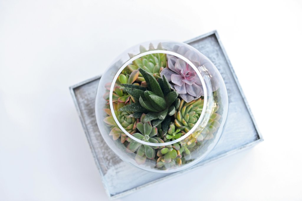succulent terrarium