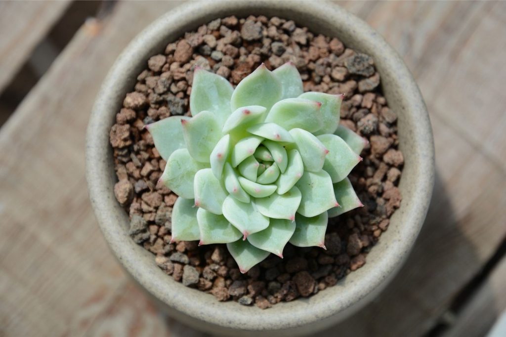 succulent in a potting soil