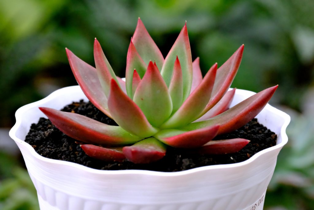succulent in white pot