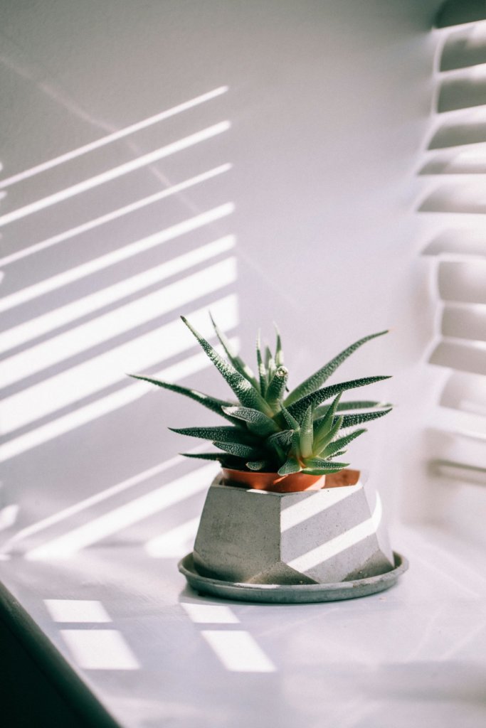 succulent indoor with indirect light