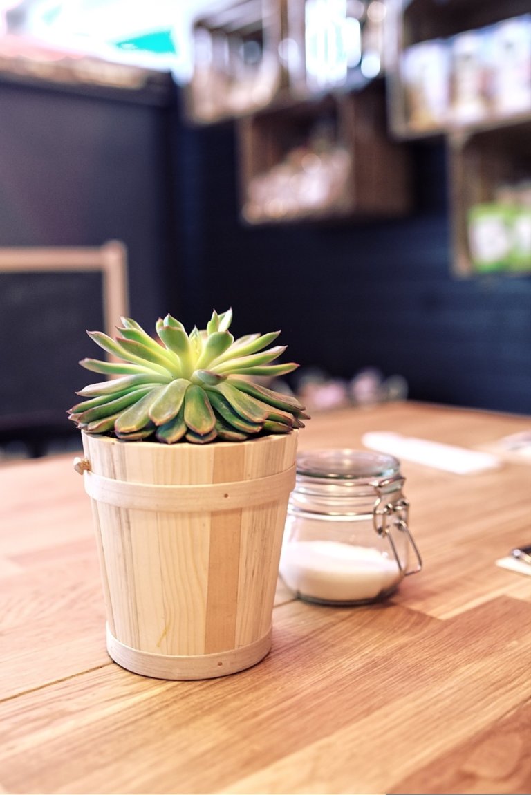 echeveria succulent on kitchen table