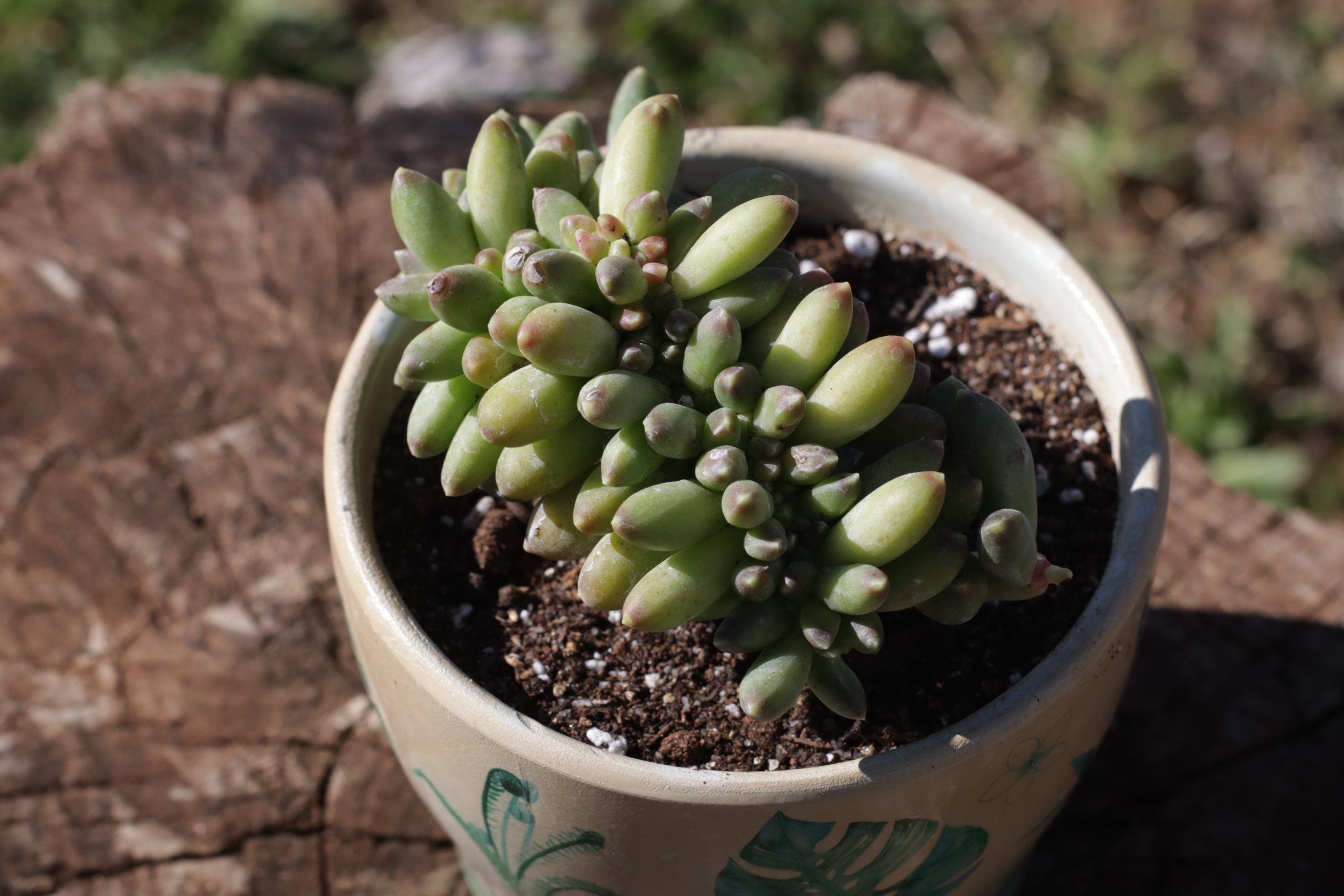 succulent outdoor receives light