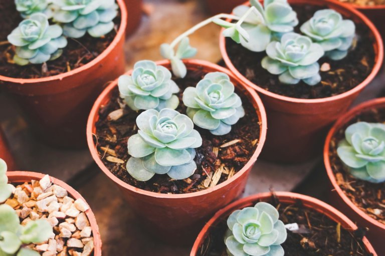 succulent propagation