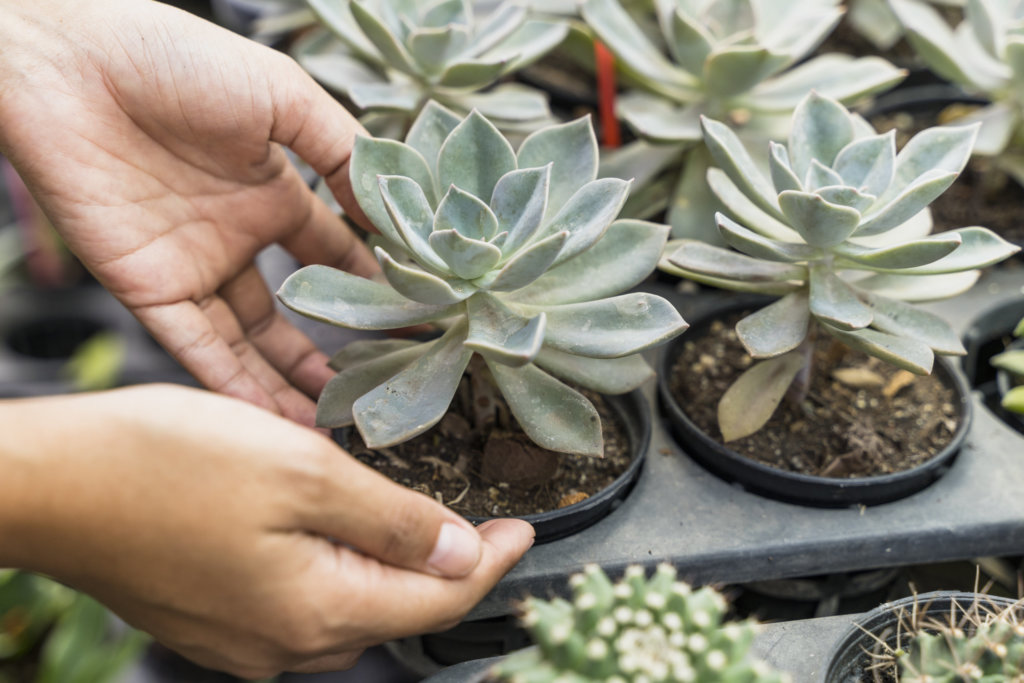 Echeveria Succulent In Tray