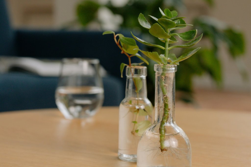 succulent water propagation