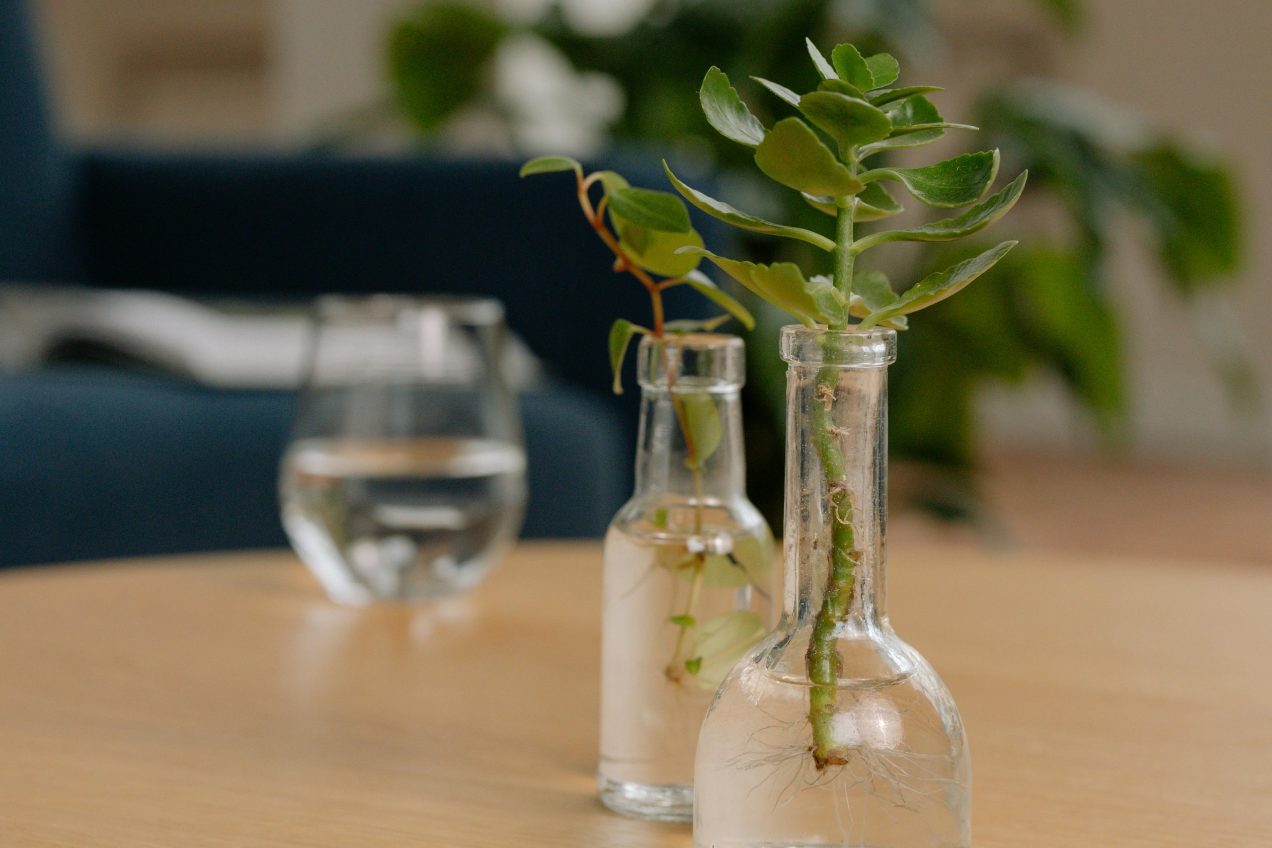 succulent water propagation