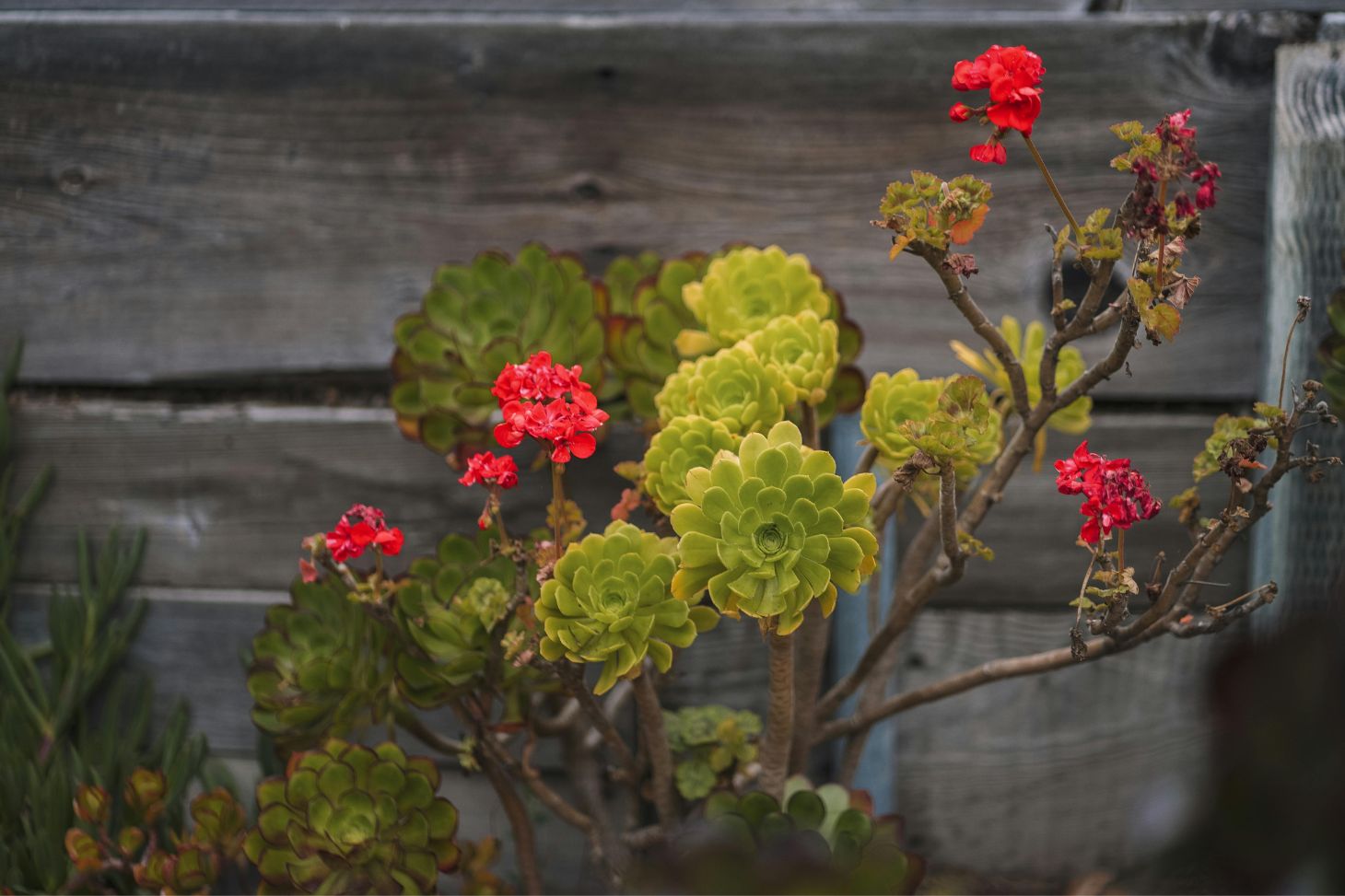 succulent with flowers