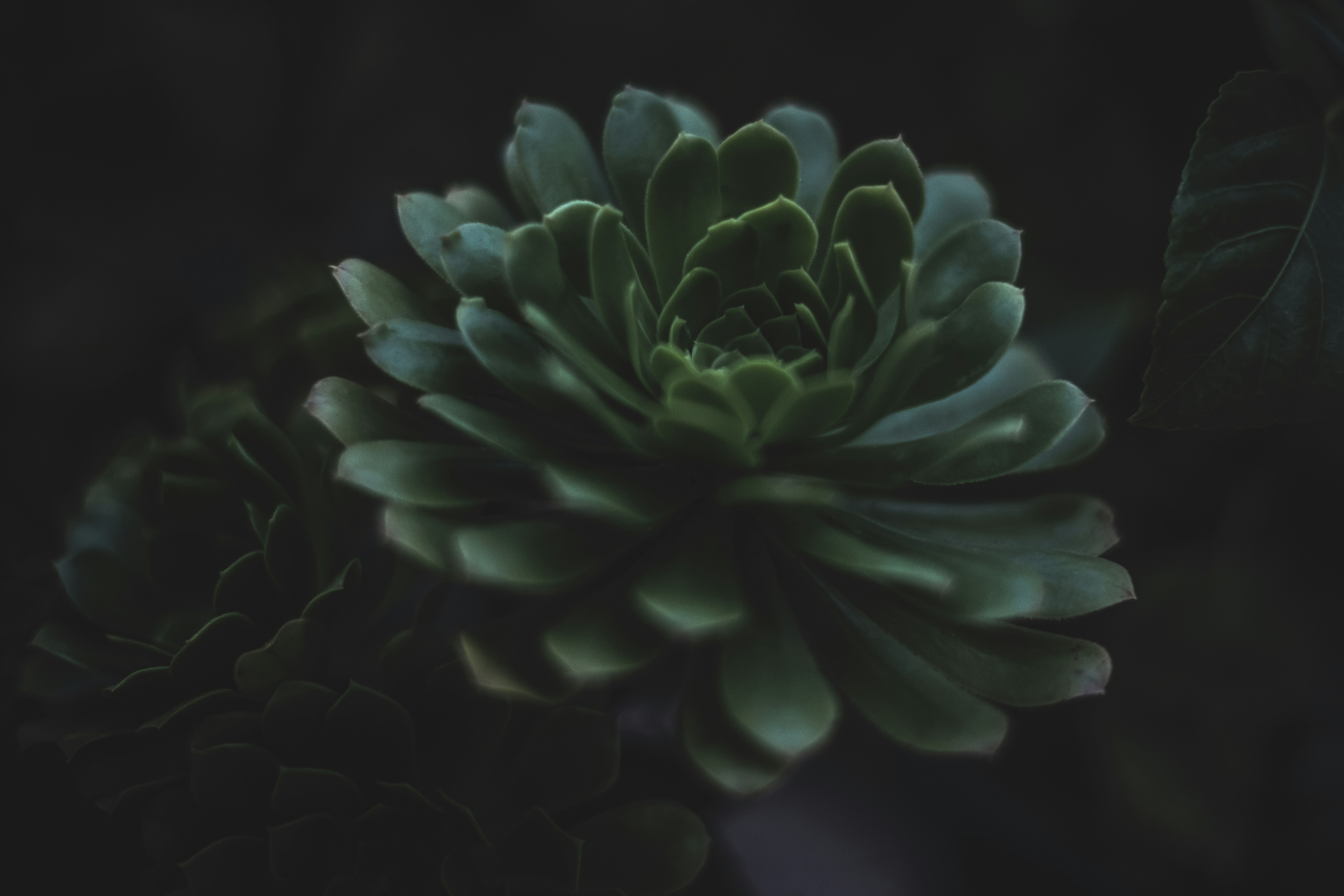 echeveria succulent with no light