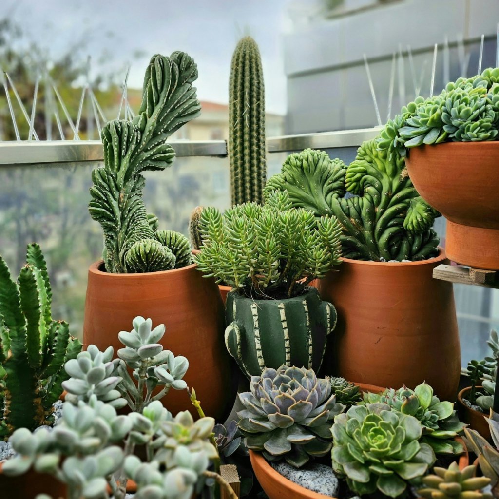 succulents on a balcony