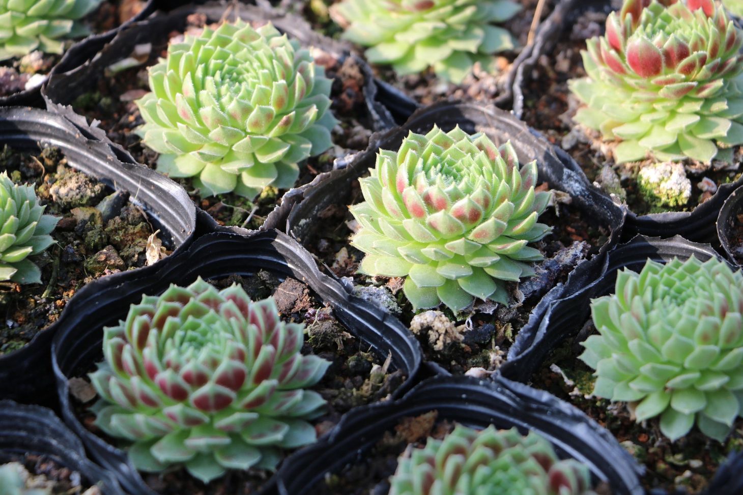 thriving succulents in potting soil