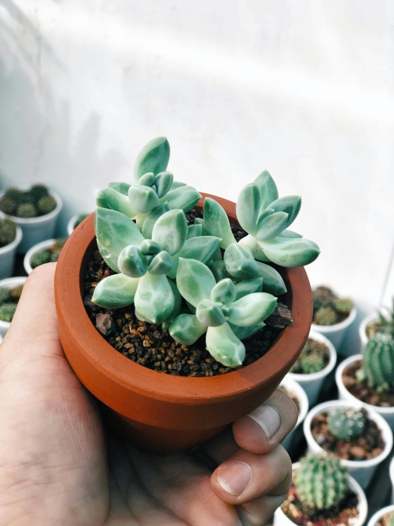 propagating succulents in terracotta pot