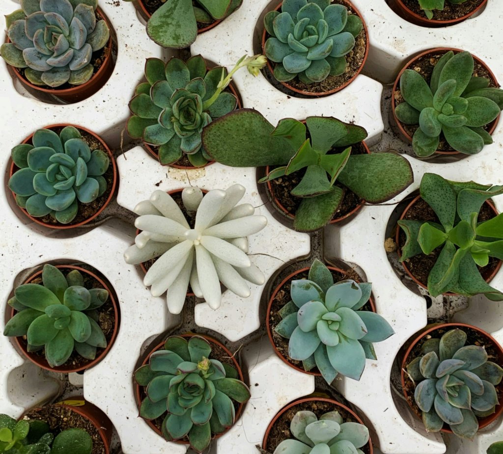 succulents in plastic tray