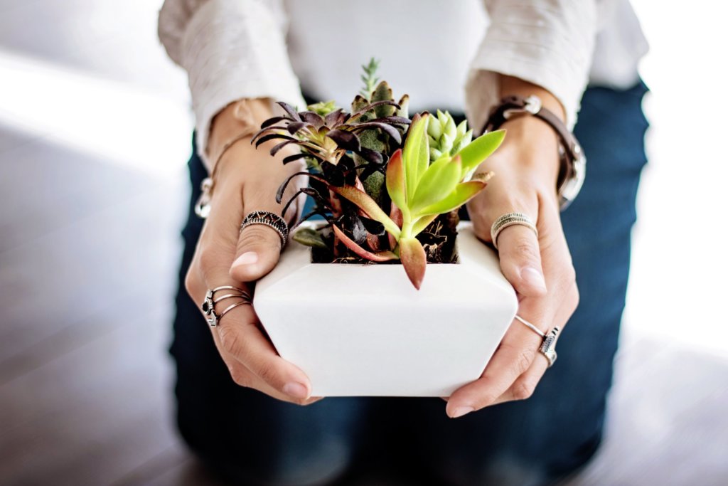 succulents in white ceramic pot