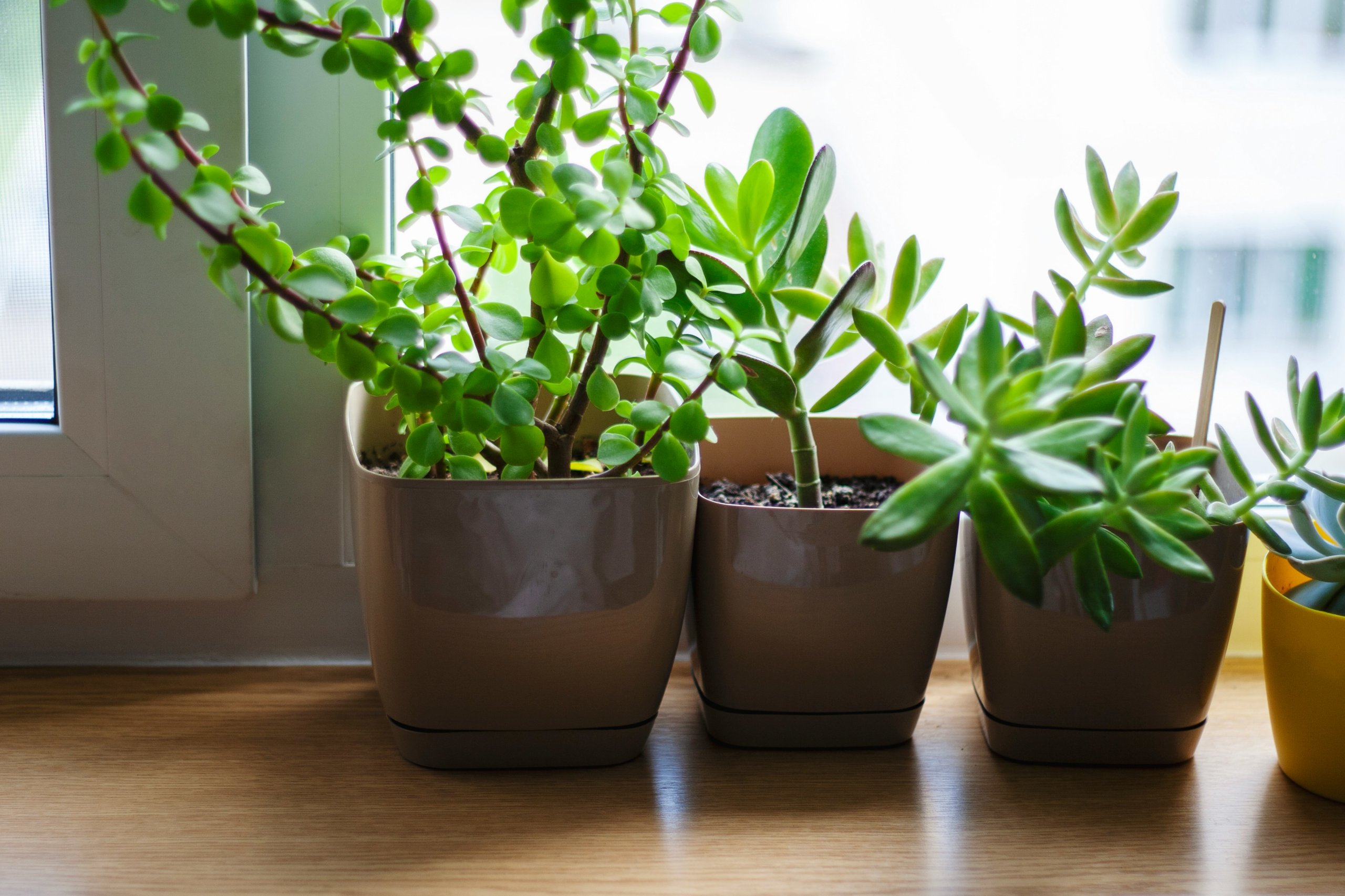 succulents in window sill
