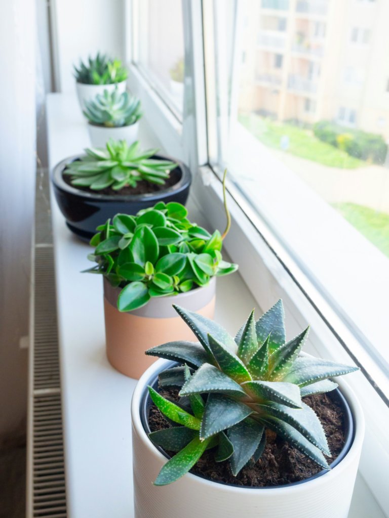 succulents indoor