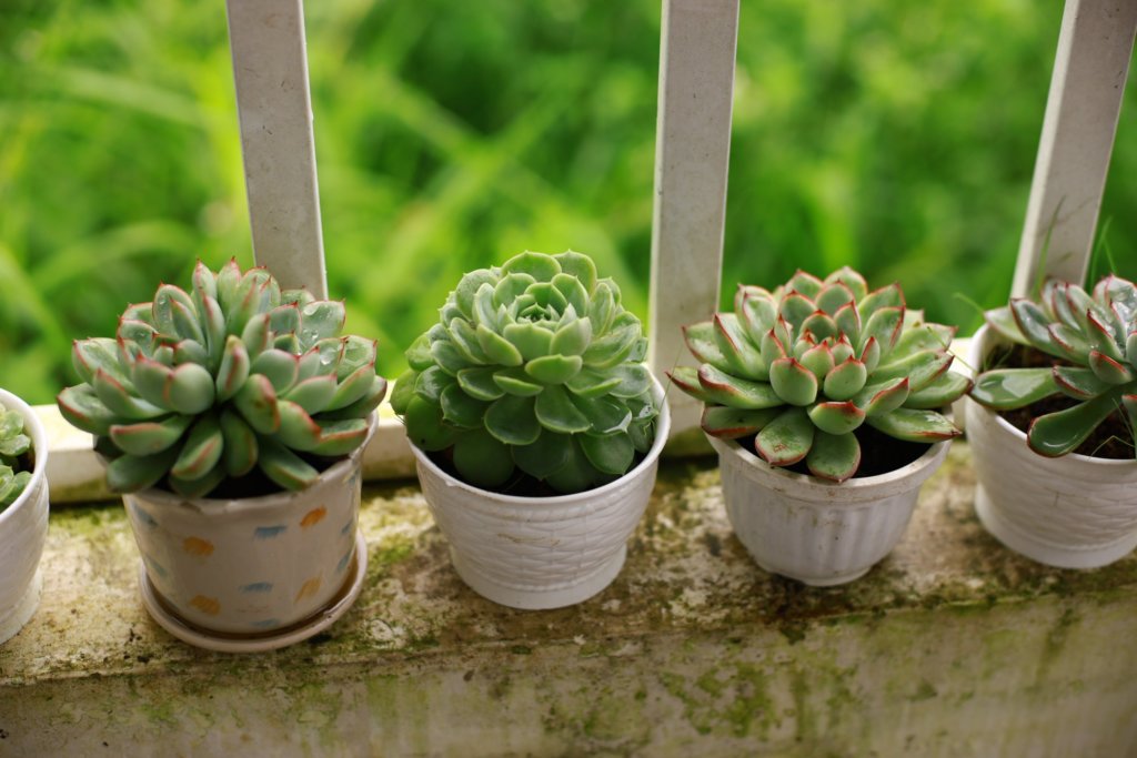 succulents near the railings