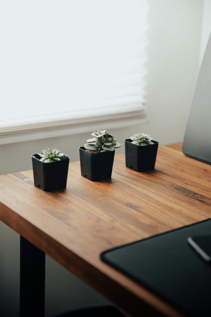 succulents on office desk near the window
