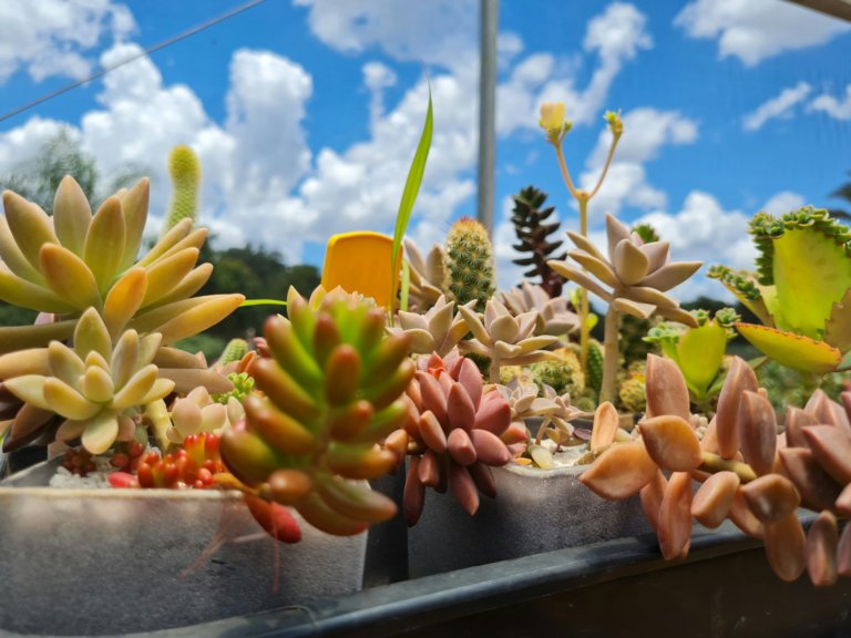 succulents receive sunlight outdoors