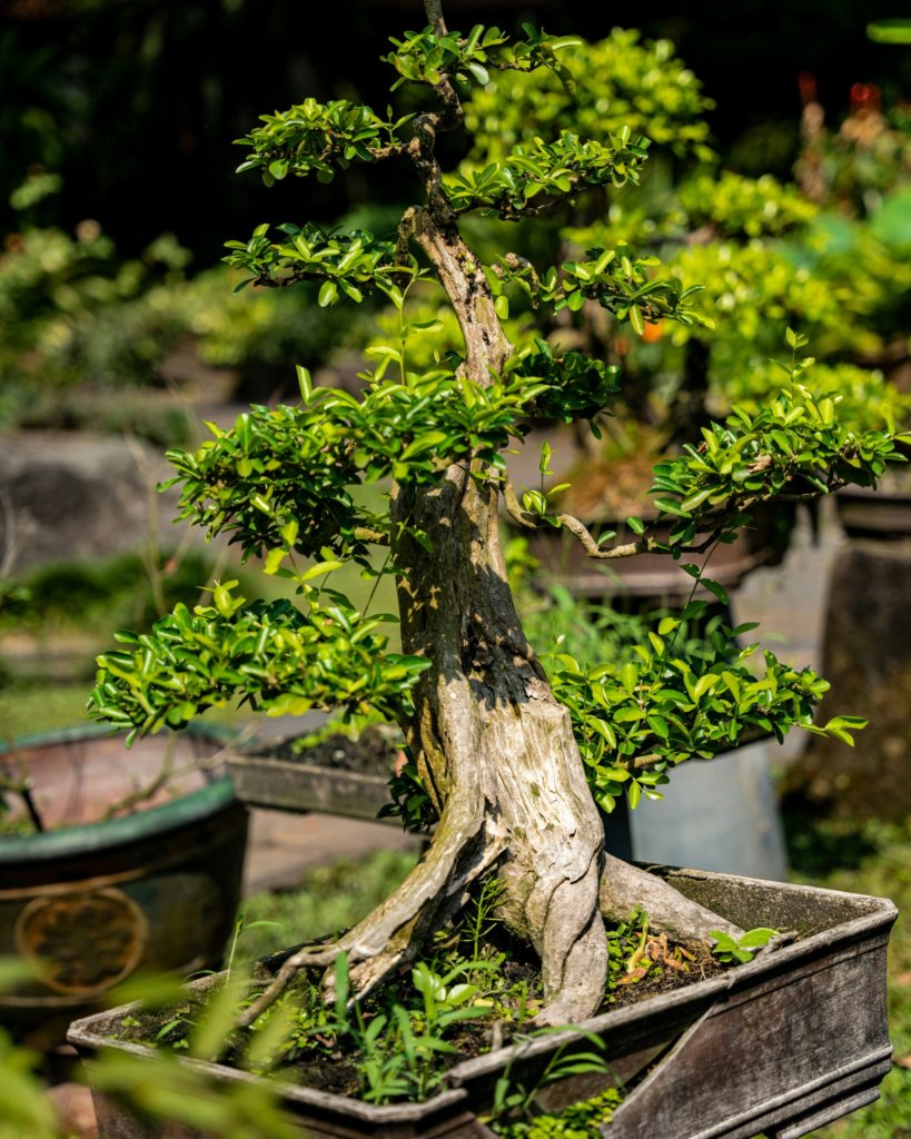 sunlight_bonsai