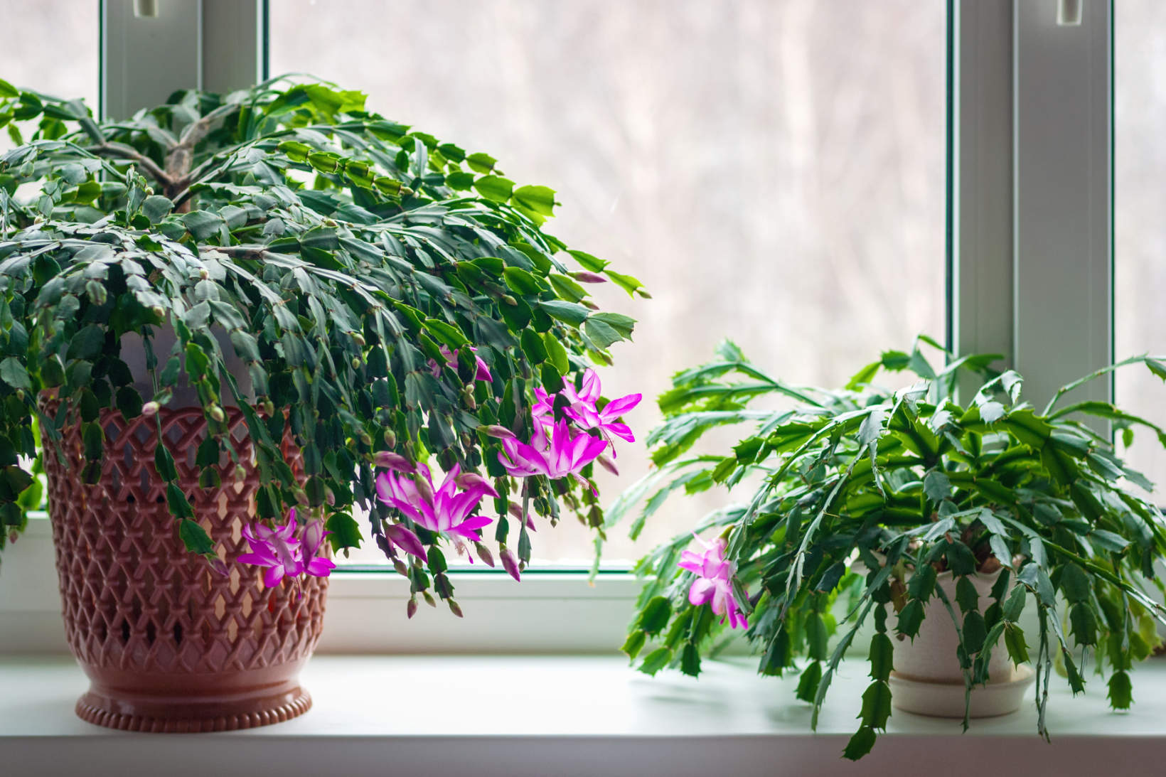 Thanksgiving Cactus (Schlumbergera Truncata)