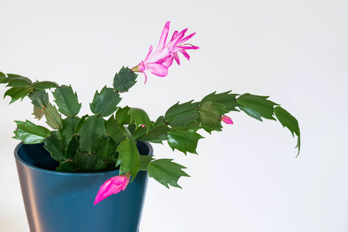 Thanksgiving Cactus With Pink Flowers