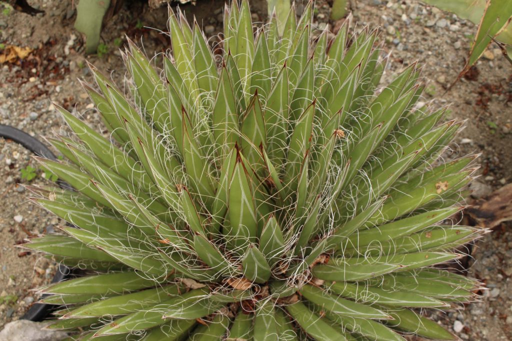 Thread Agave (Agave Filifera)