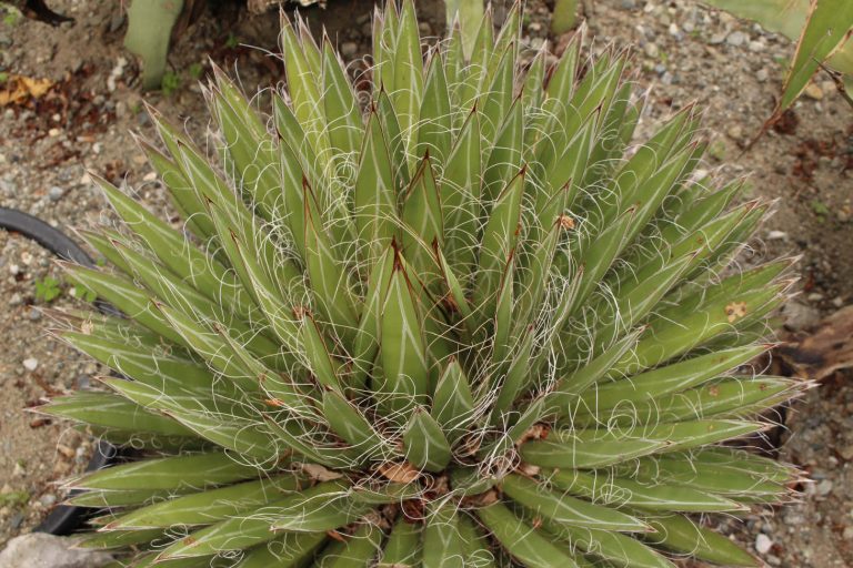 Thread Agave (Agave Filifera)