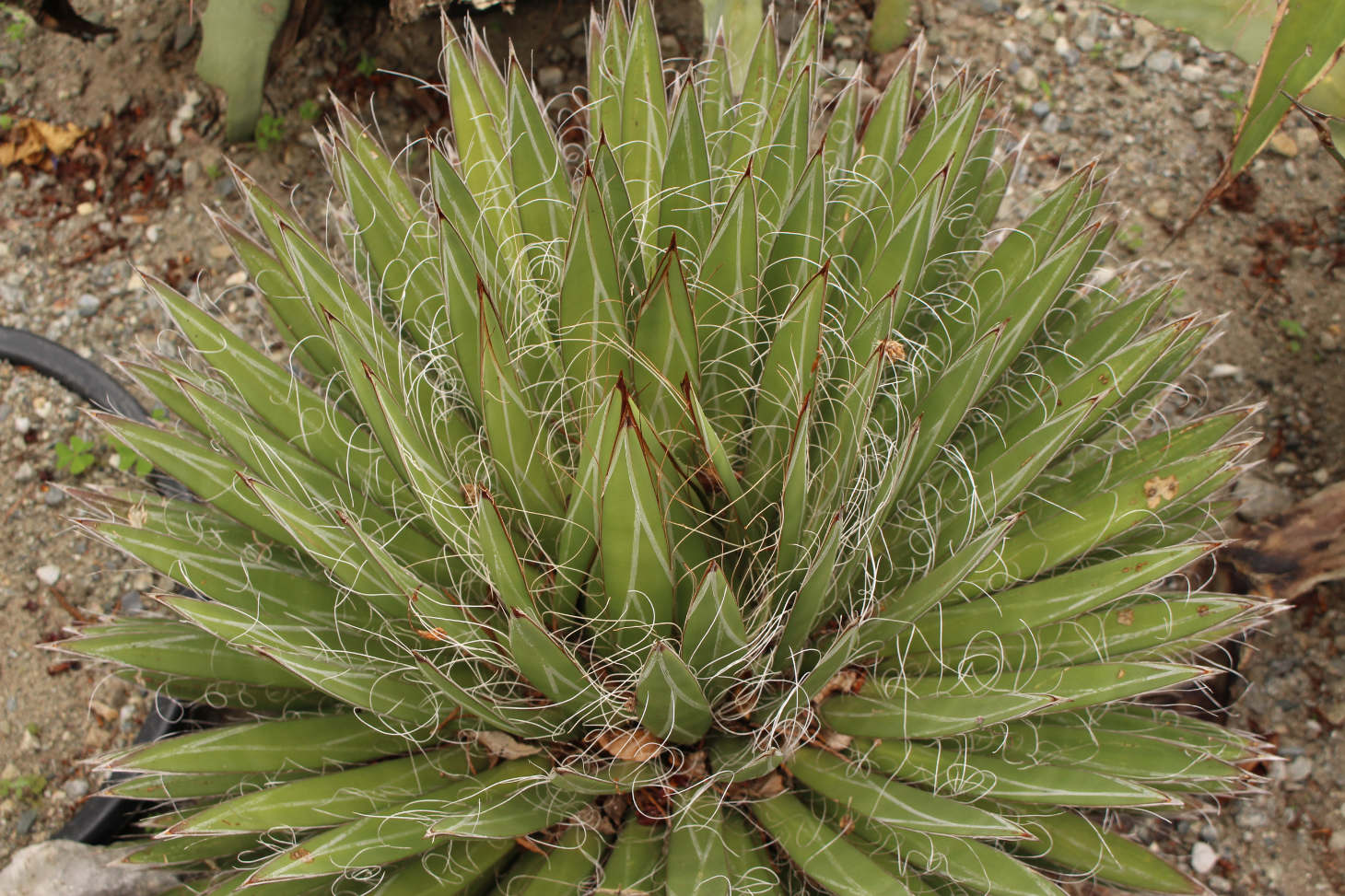 Thread Agave (Agave Filifera)