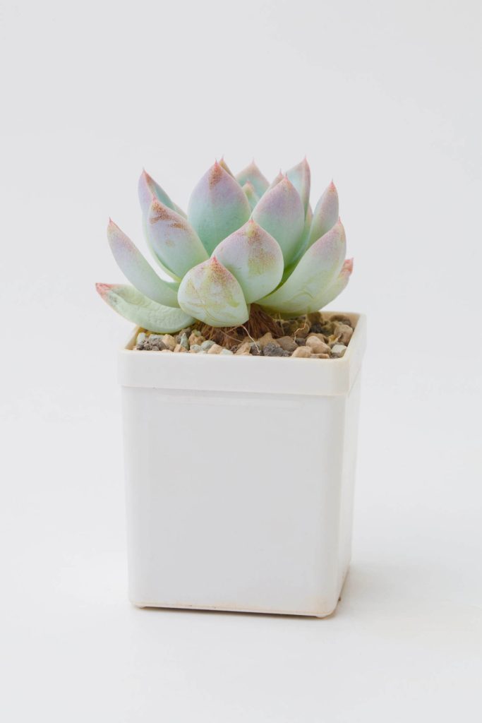 Tiny Echeveria In White Square Pot