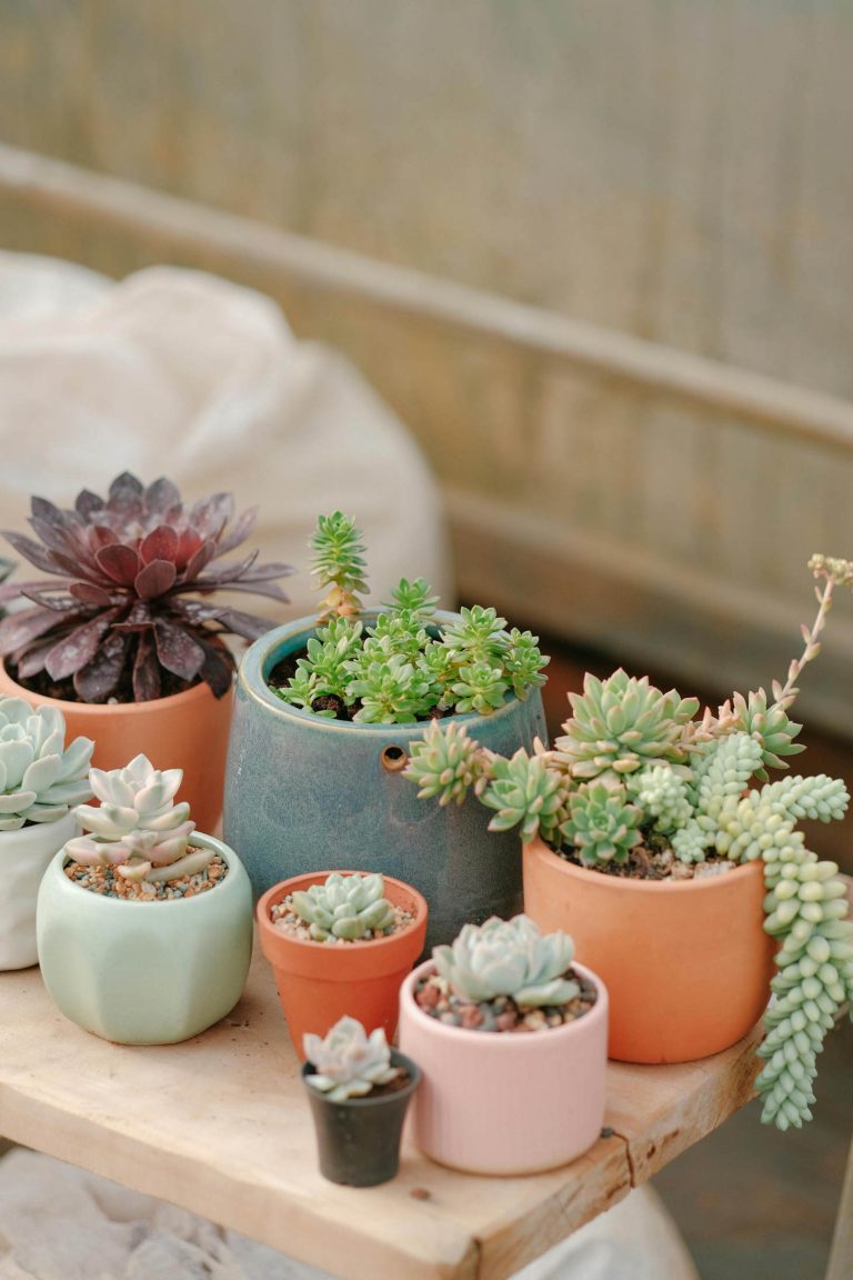 Tiny Echeverias With Crassula And Burros Tail