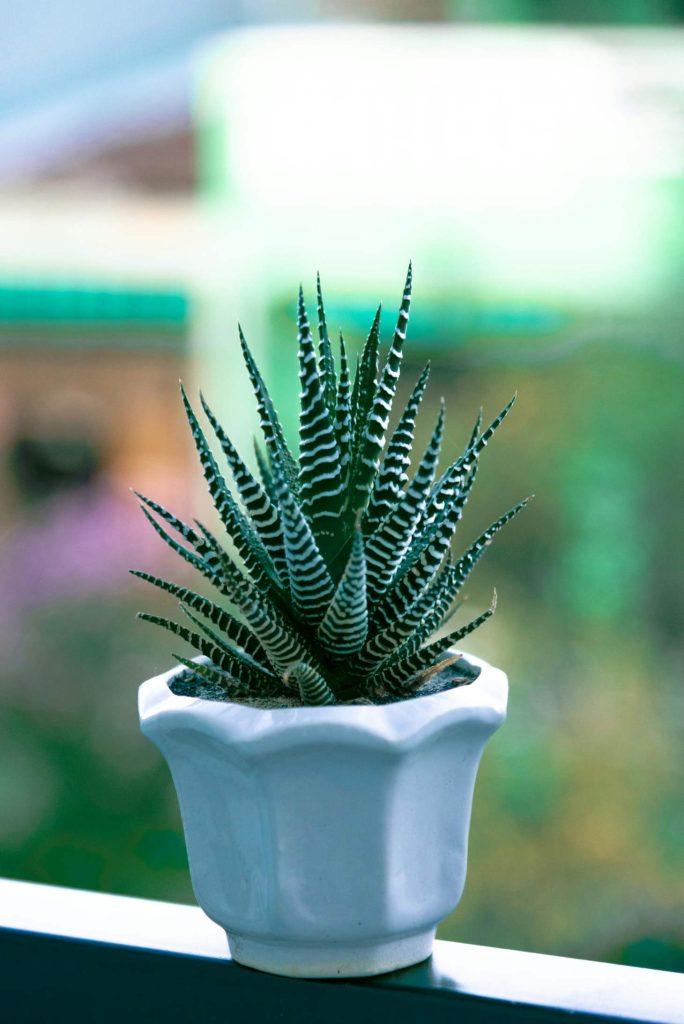 Tiny Haworthia Fasciata Plant On Railing