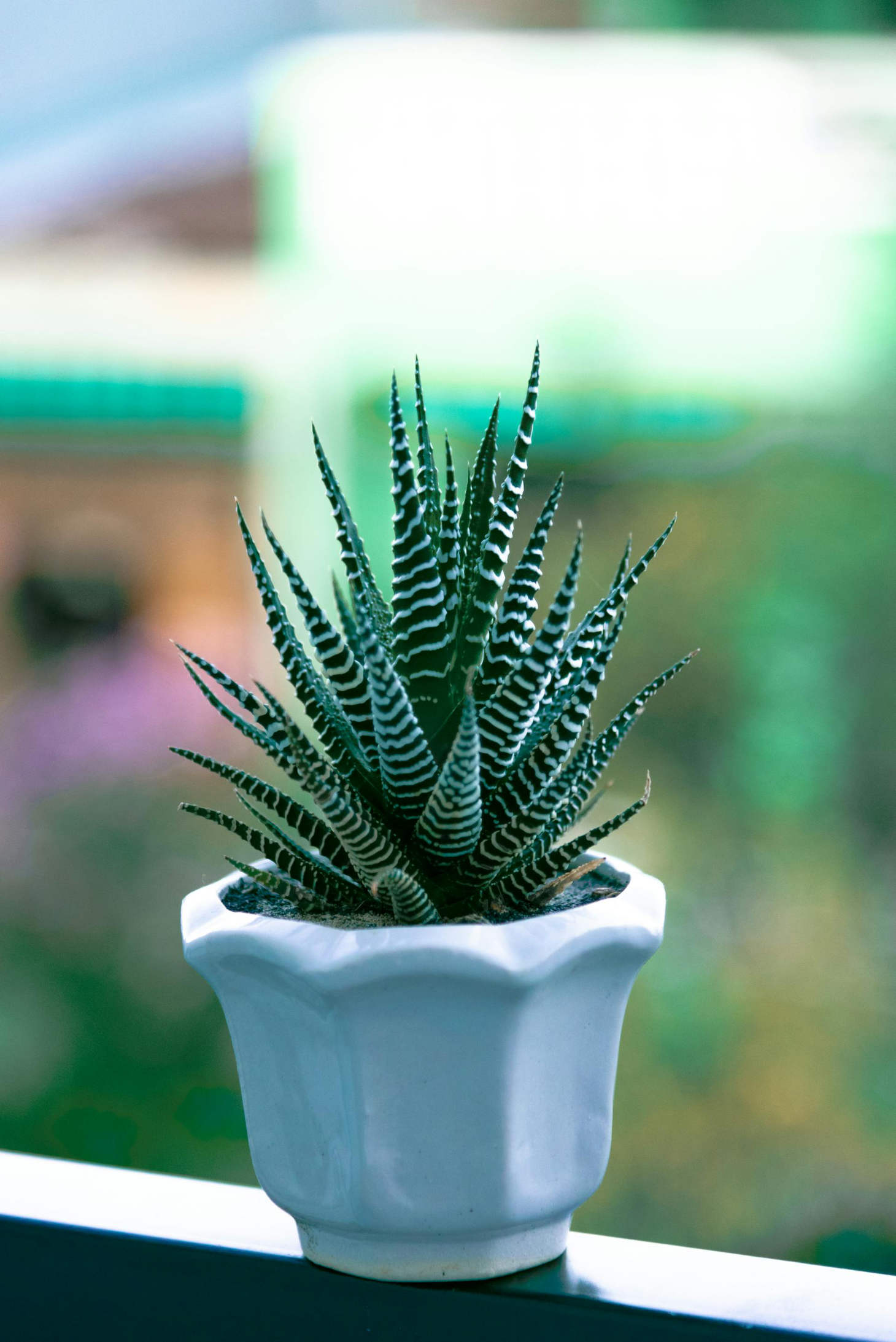 Tiny Haworthia Plant On Railing