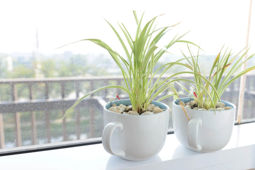 Tiny Spider Plants In Coffee Cups On Terrace